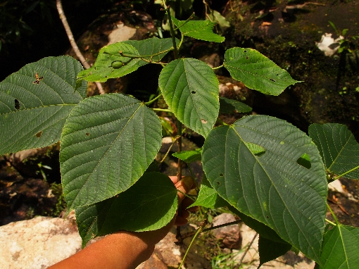 Alchornea tiliifolia